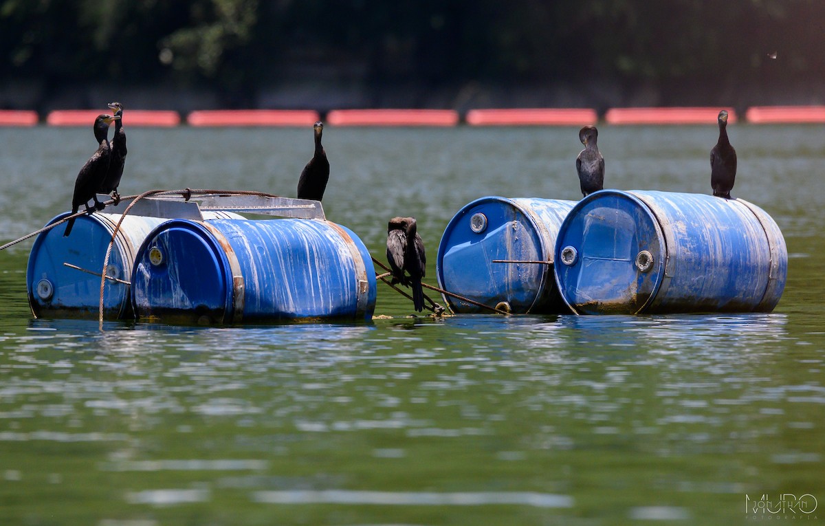 Neotropic Cormorant - ML608265979