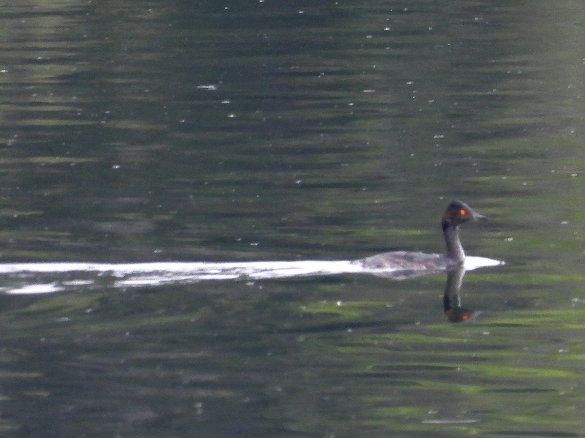 Eared Grebe - ML608266224