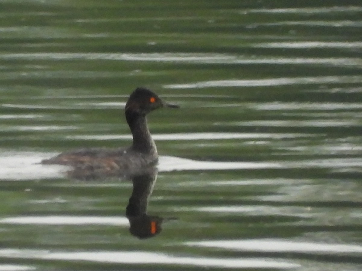 Eared Grebe - Cliff Dekdebrun