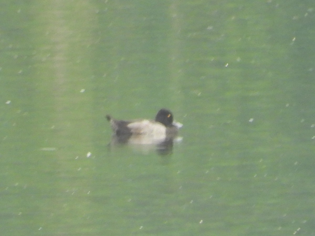 Lesser Scaup - ML608266236