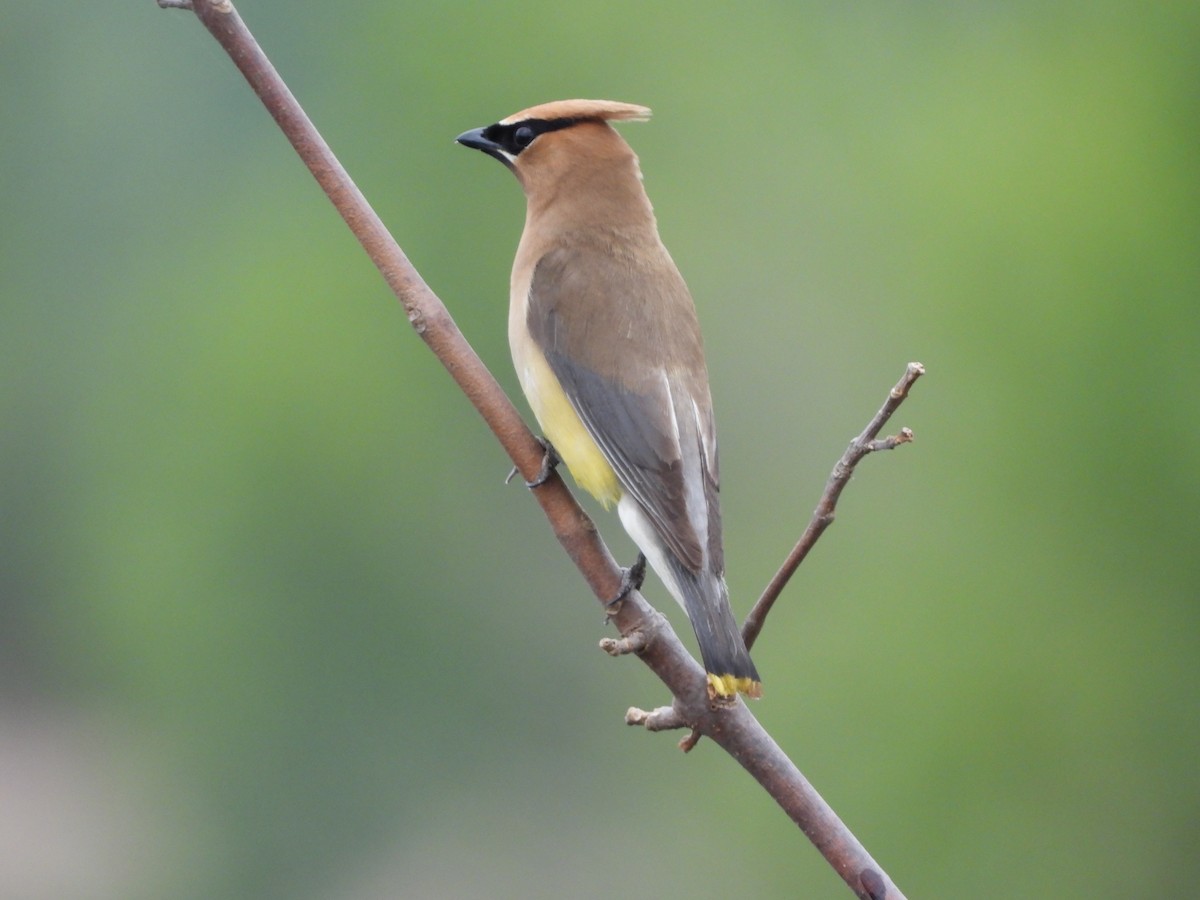 Cedar Waxwing - Cliff Dekdebrun