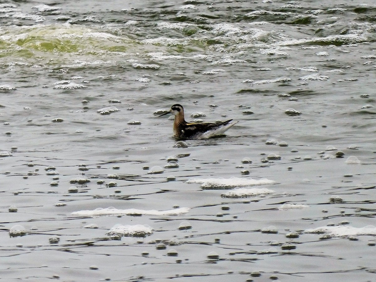 Wilson's Phalarope - Denis Robert