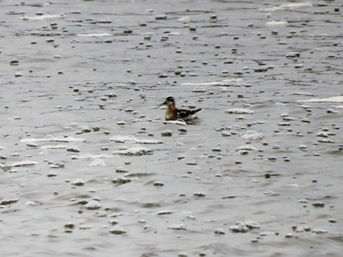 Wilson's Phalarope - Denis Robert