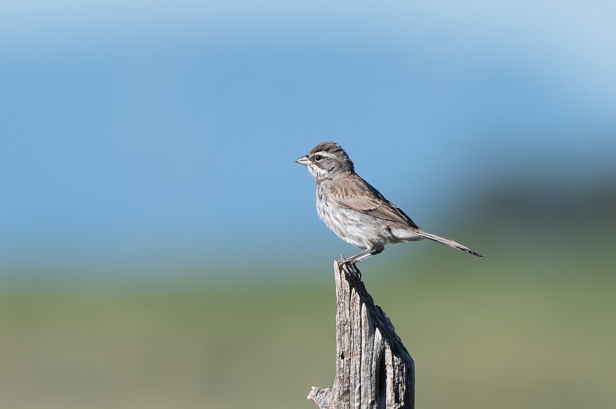 Black-throated Sparrow - T. Jay Adams