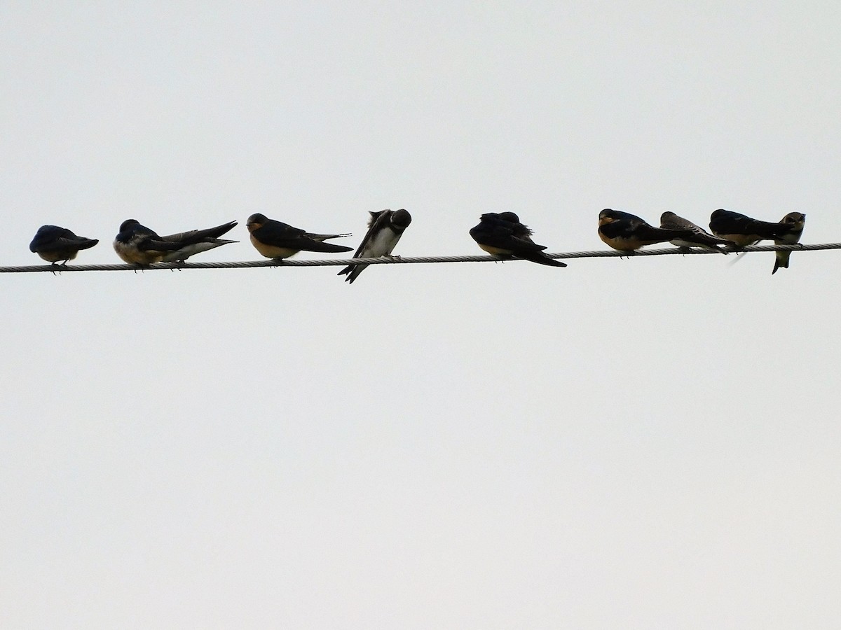 Barn Swallow - ML608266340