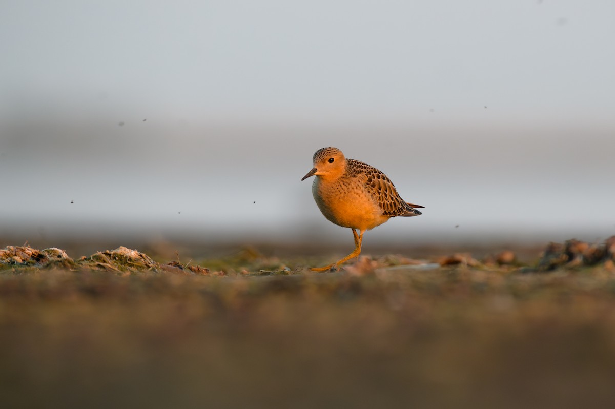 Buff-breasted Sandpiper - ML608266390