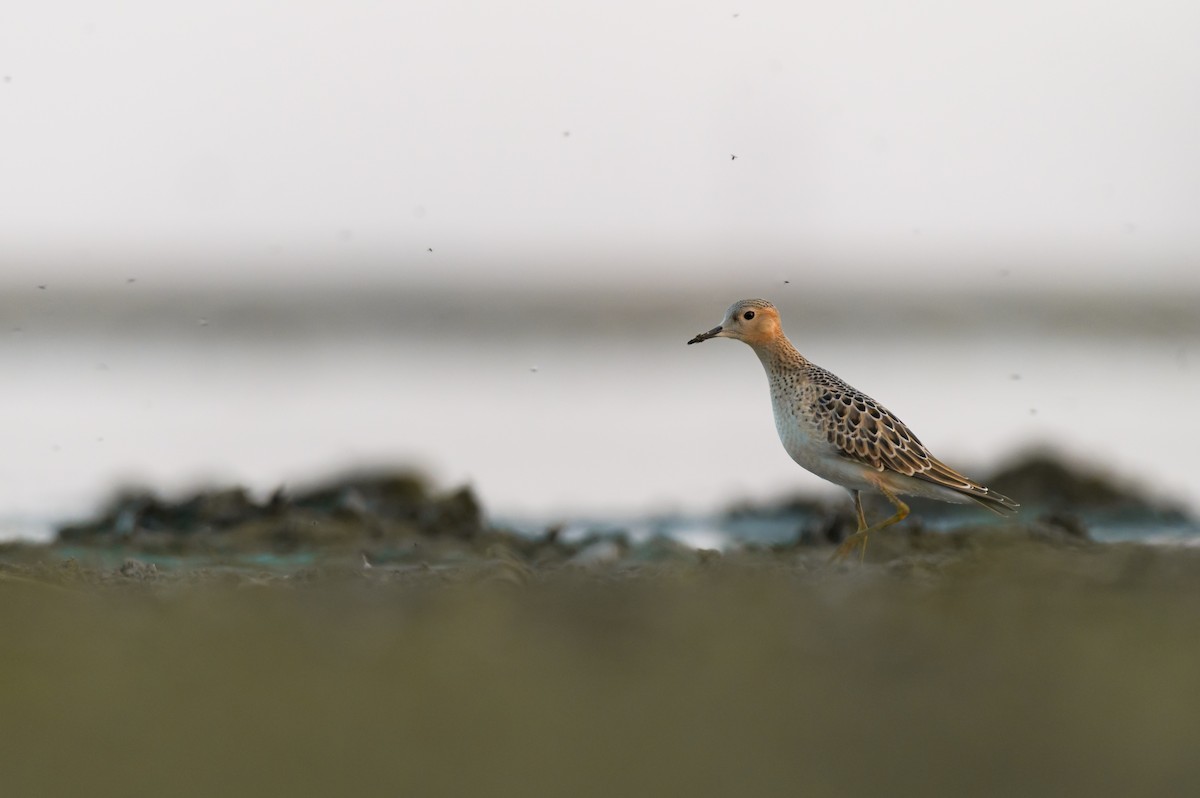 Buff-breasted Sandpiper - Cameron Hunter