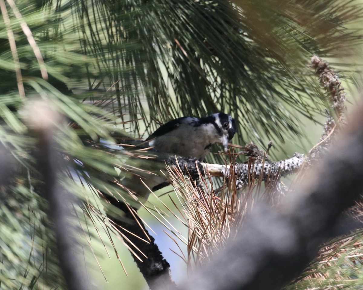 Hairy Woodpecker - Mickey Dyke