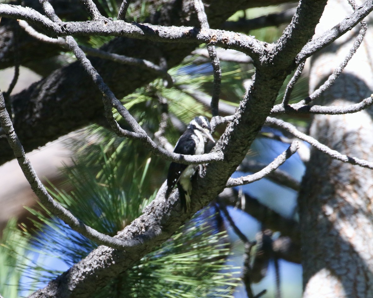 Hairy Woodpecker - ML608266434