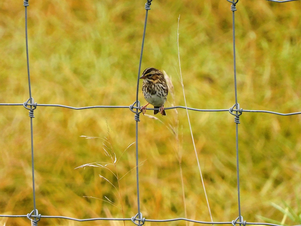 Savannah Sparrow - Denis Robert