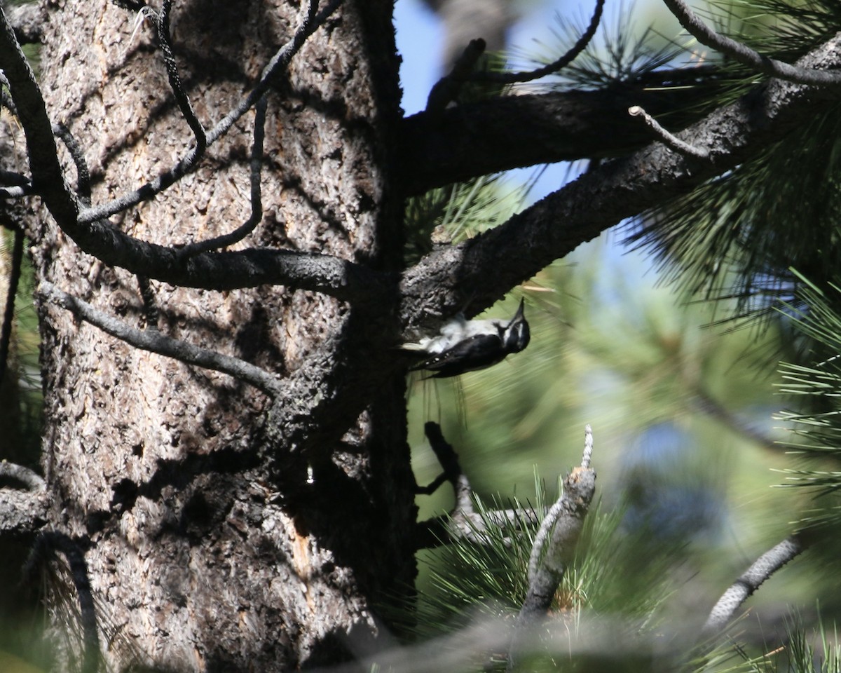 Hairy Woodpecker - ML608266440