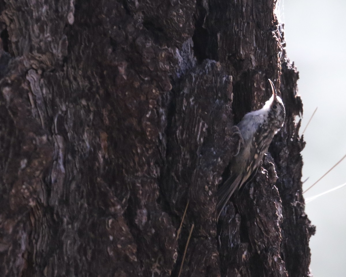 Brown Creeper - ML608266444