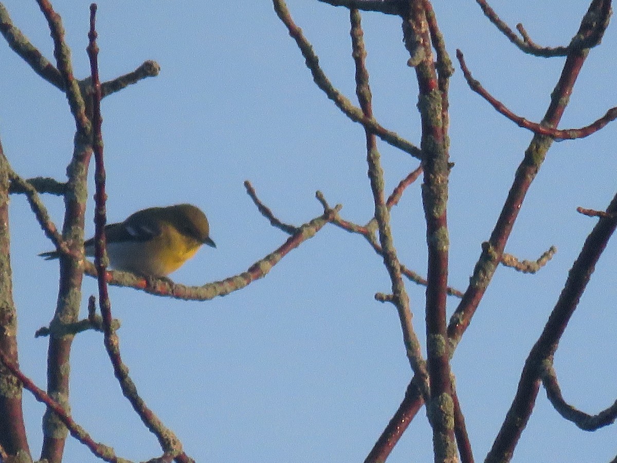 Yellow-throated Vireo - ML608266445