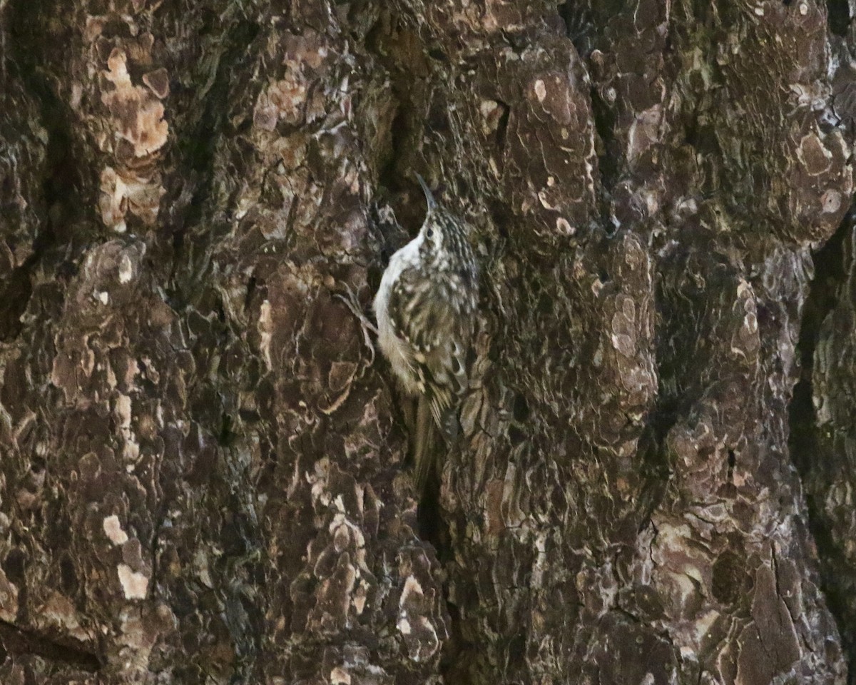 Brown Creeper - Mickey Dyke