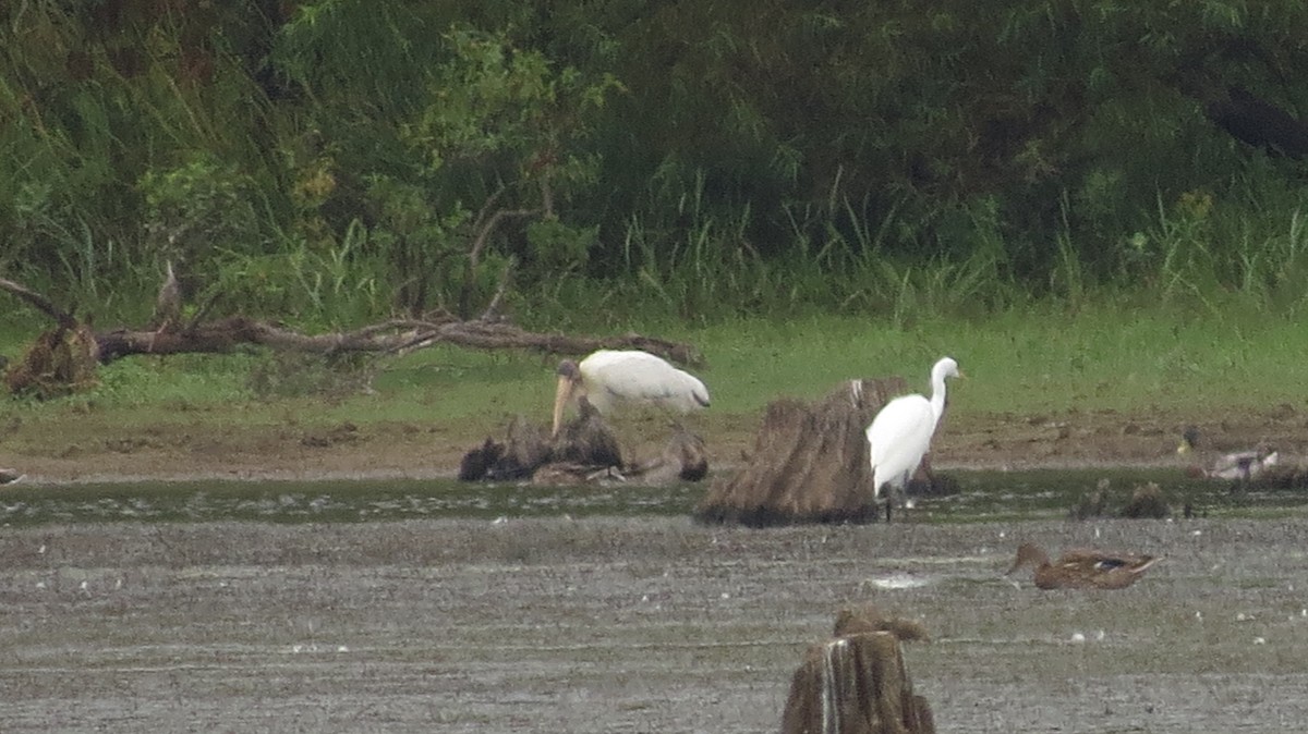 Wood Stork - ML608266452