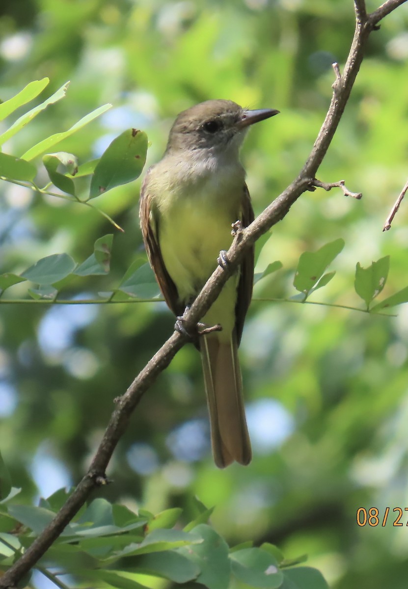 Great Crested Flycatcher - Katherine Wychulis