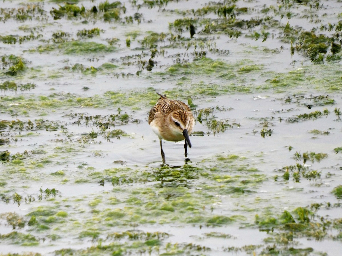 Semipalmated Sandpiper - Denis Robert