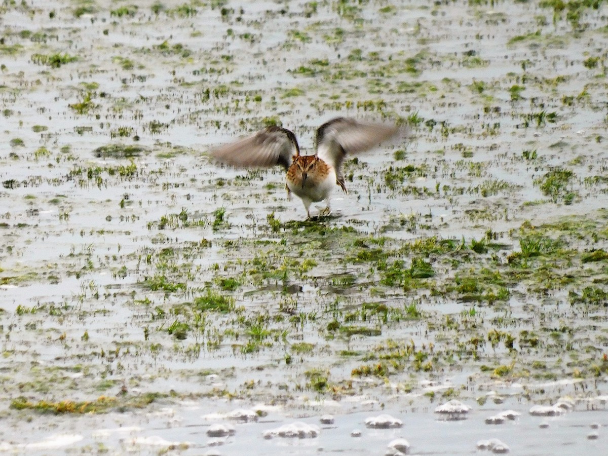 Semipalmated Sandpiper - Denis Robert