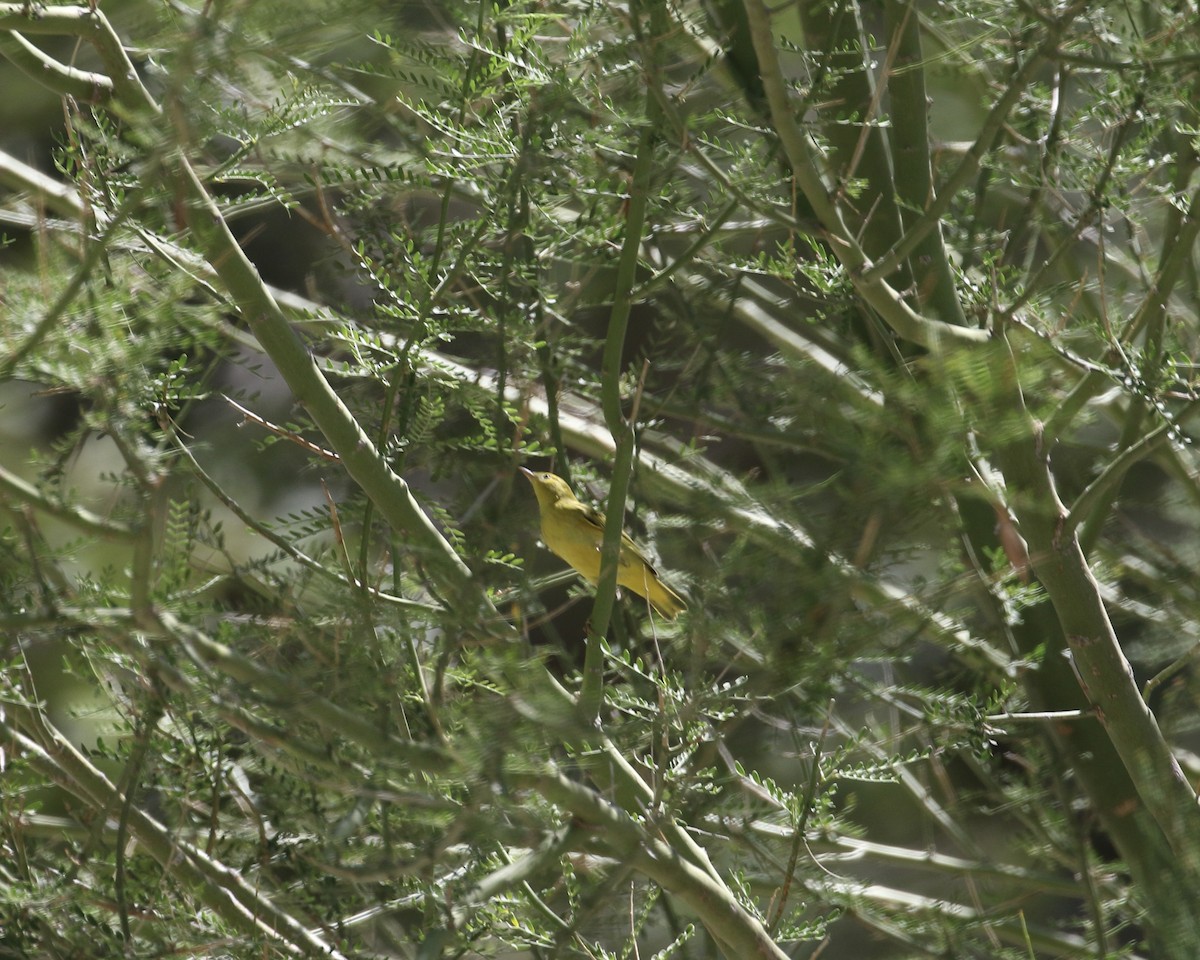 Yellow Warbler - Mickey Dyke