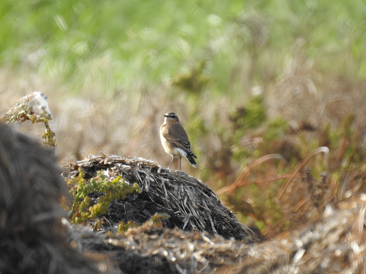 Northern Wheatear - ML608266628