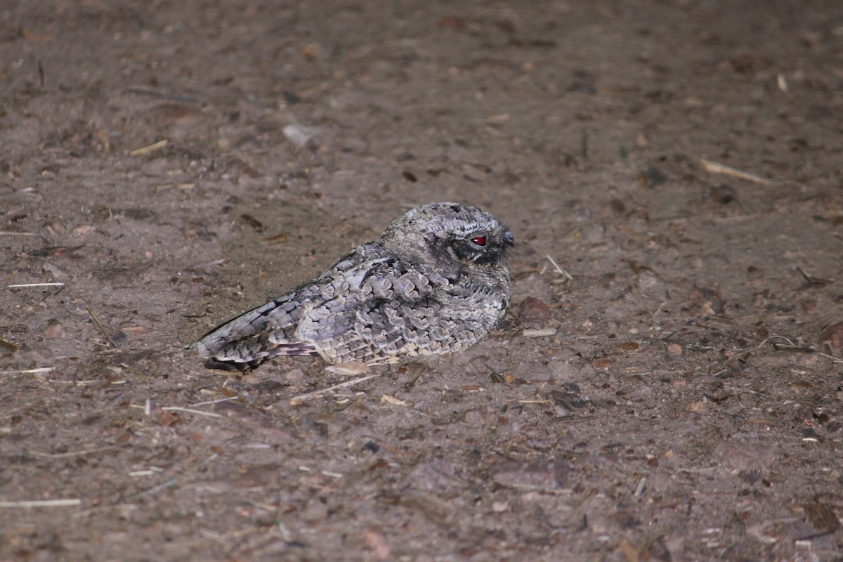 Common Poorwill - ML608266666