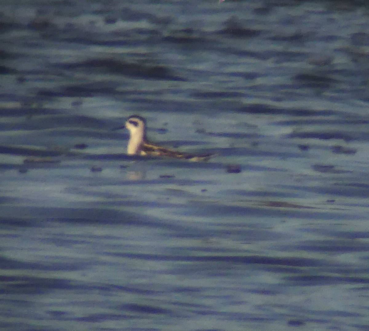 Red-necked Phalarope - ML608266784