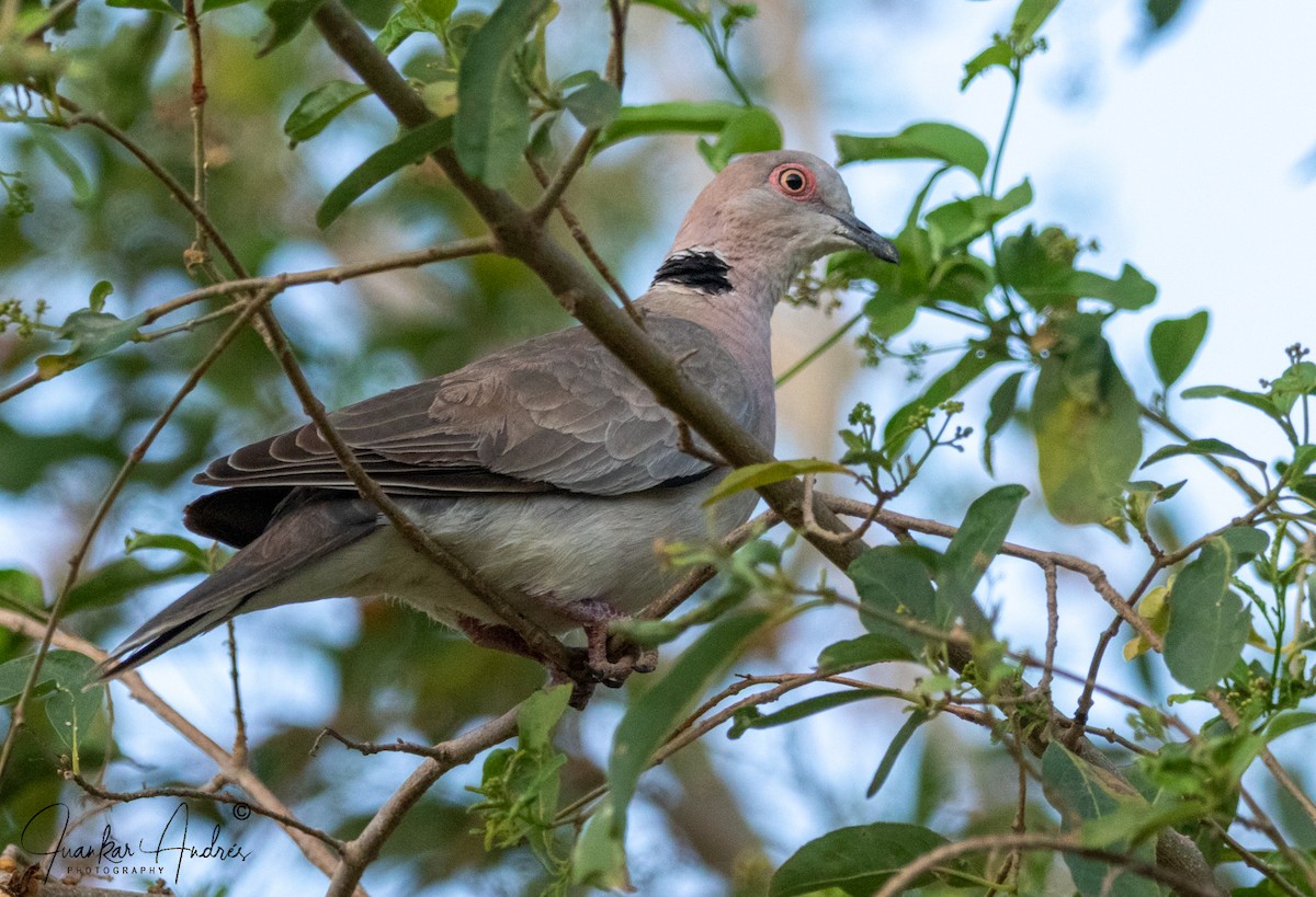 Mourning Collared-Dove - ML608267148