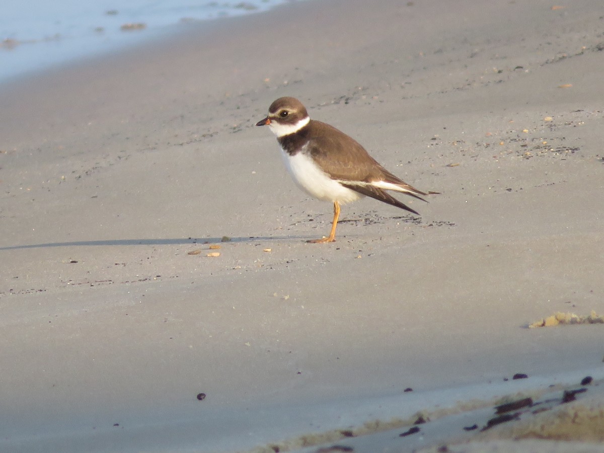 Semipalmated Plover - ML608267259