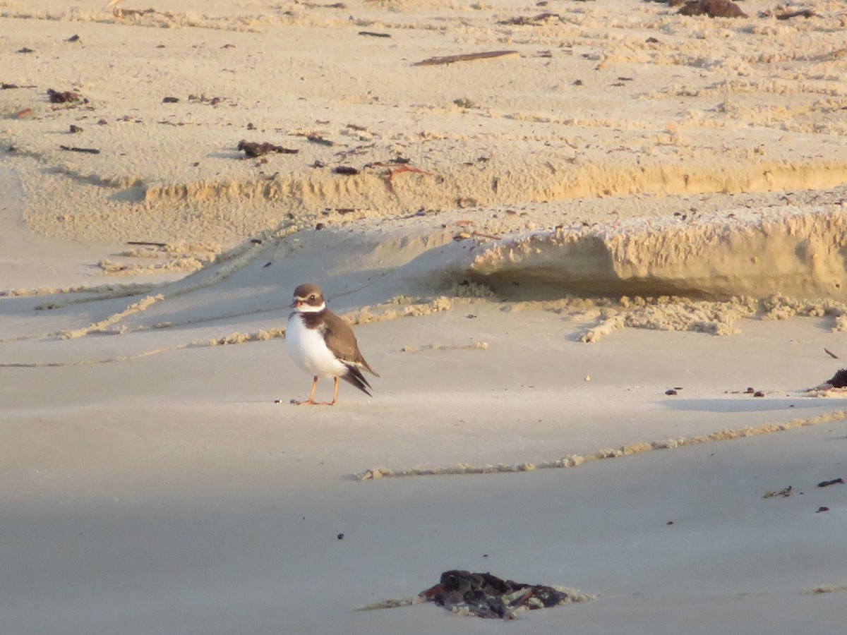 Semipalmated Plover - ML608267260