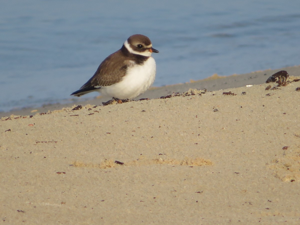 Semipalmated Plover - ML608267262