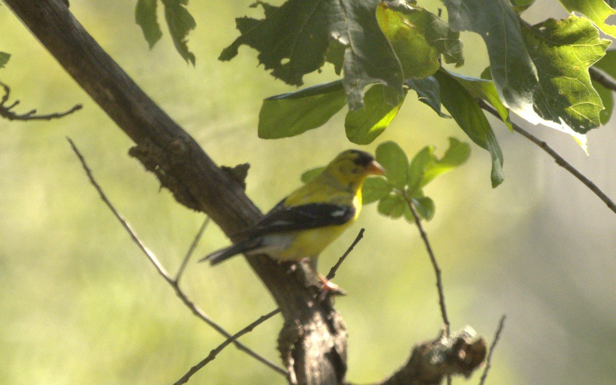 American Goldfinch - ML608267436