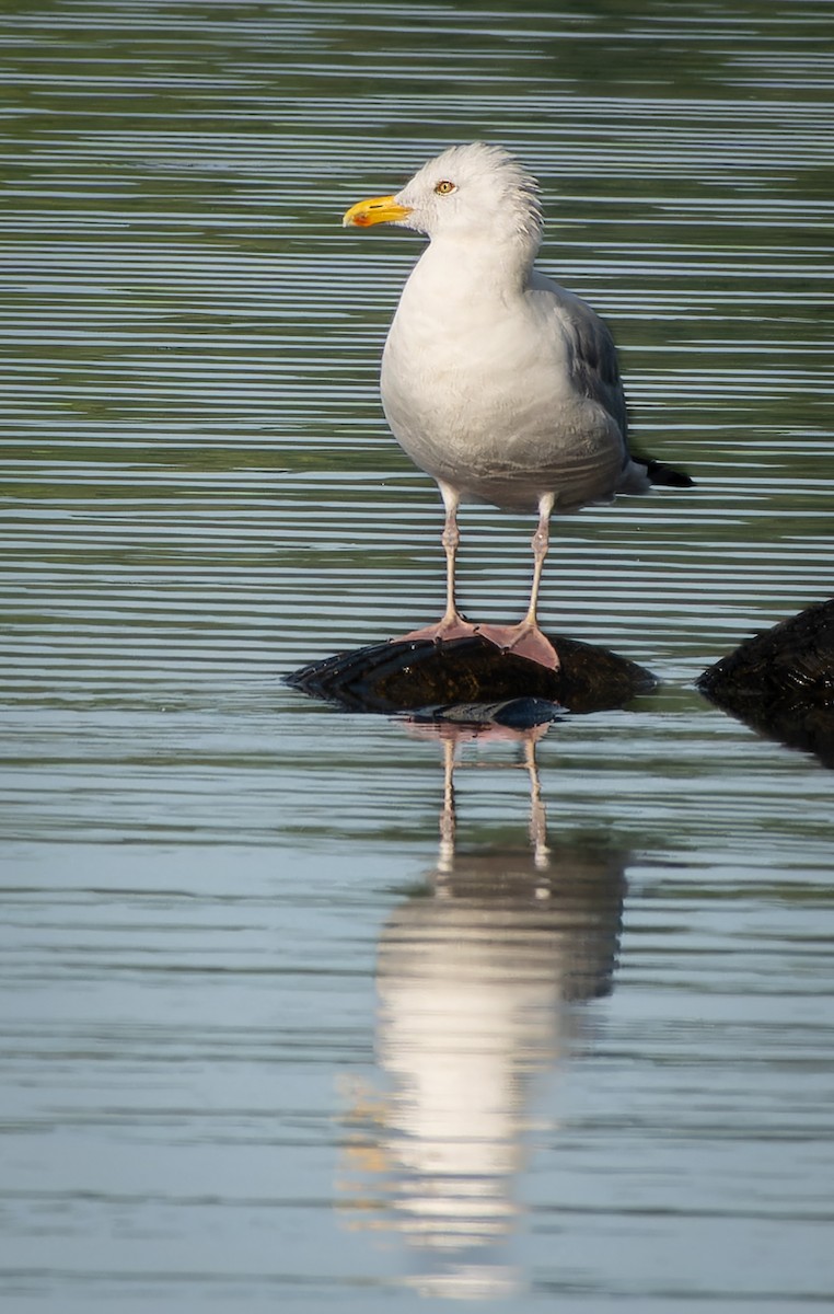 Gaviota Argéntea - ML608267441