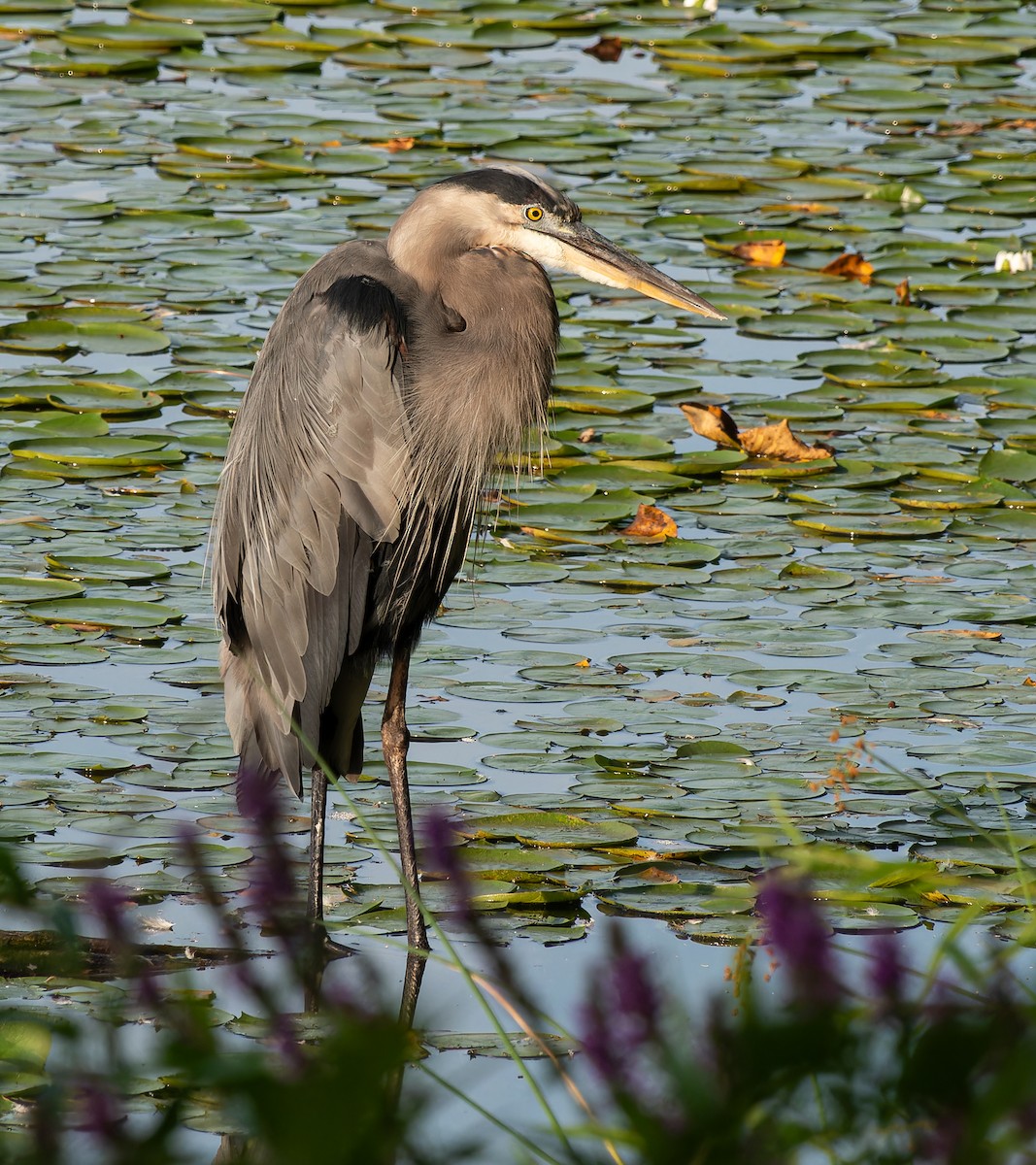 Great Blue Heron (Great Blue) - ML608267455