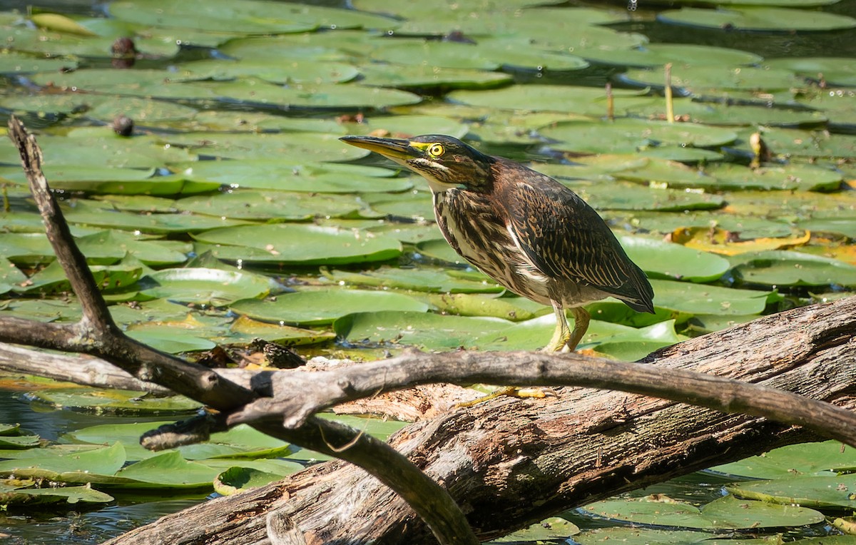 Green Heron - ML608267463