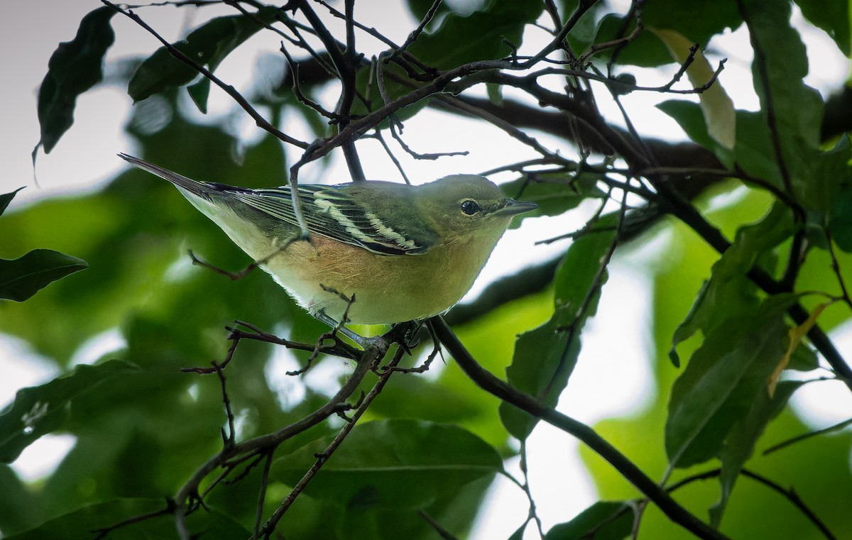 Bay-breasted Warbler - ML608267480