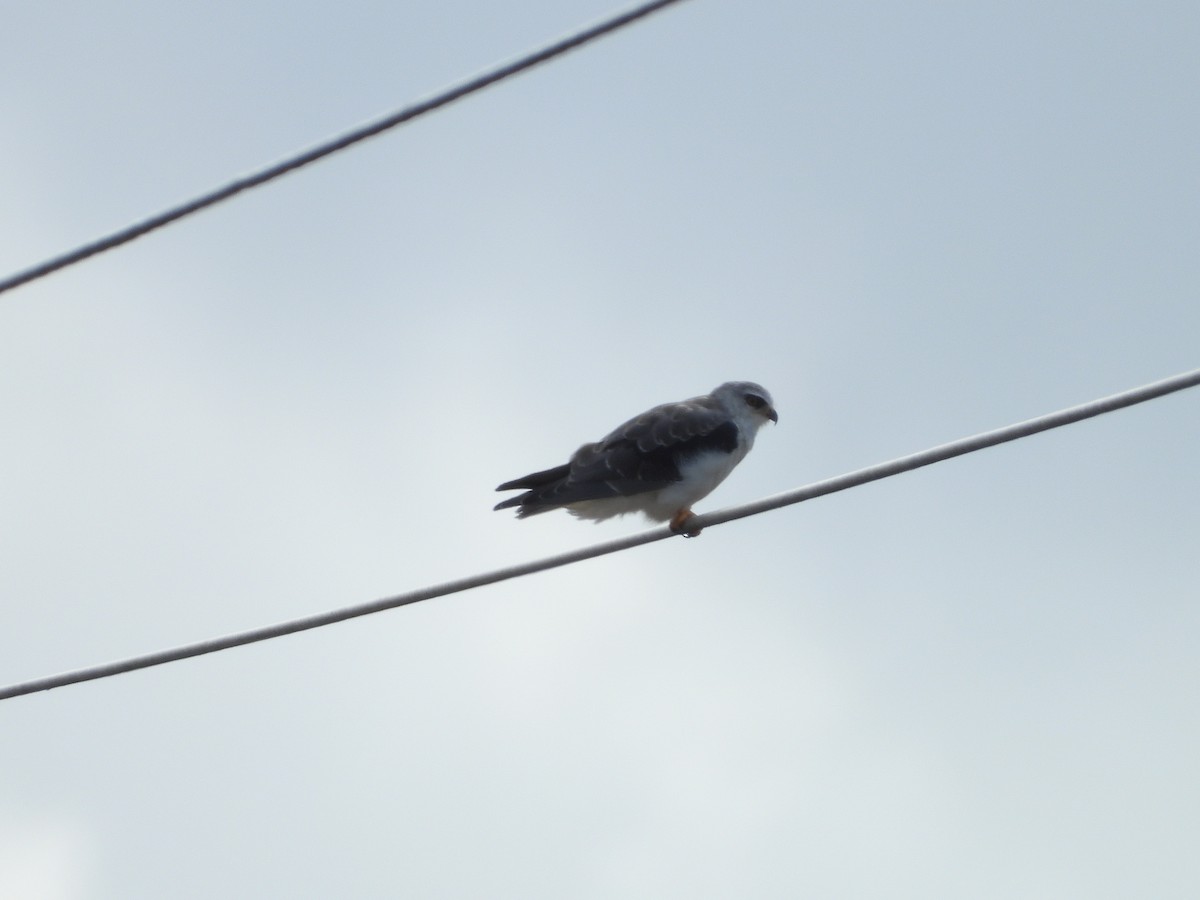 Black-winged Kite - ML608267597