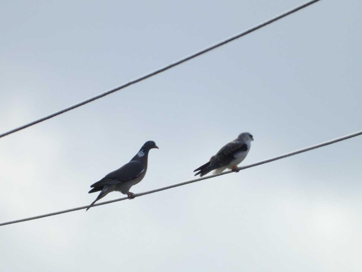 Black-winged Kite - ML608267601