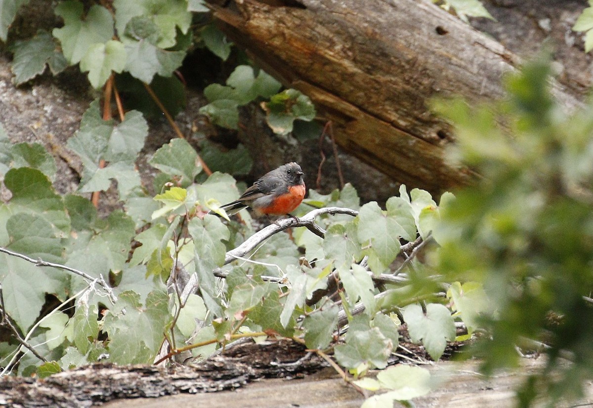 Slate-throated Redstart - ML608267634