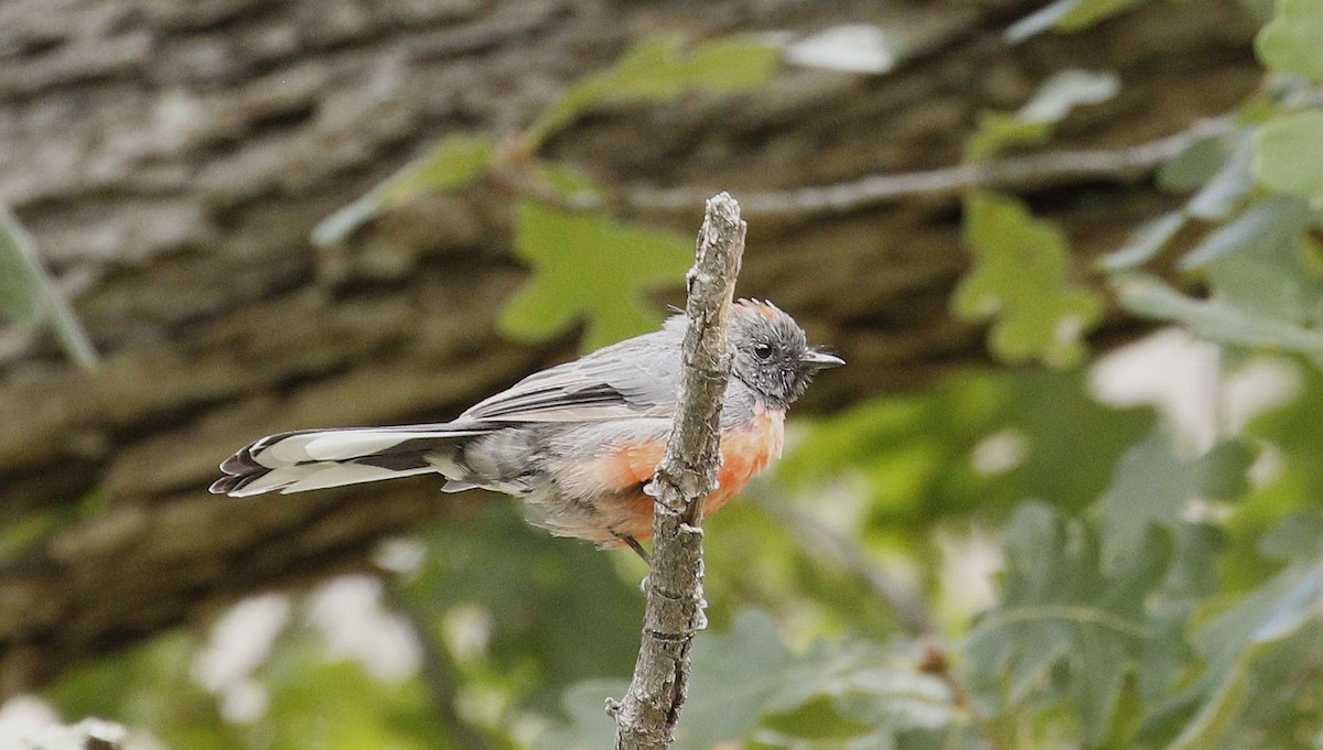 Slate-throated Redstart - ML608267635