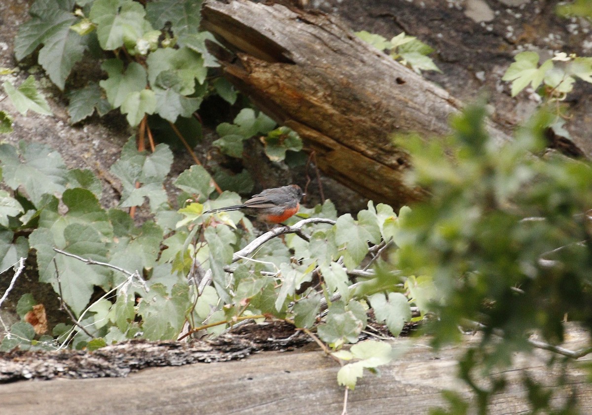 Slate-throated Redstart - ML608267636