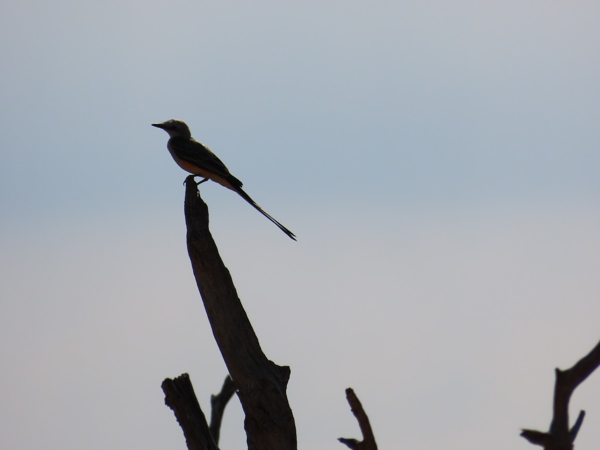 Scissor-tailed Flycatcher - ML608267671