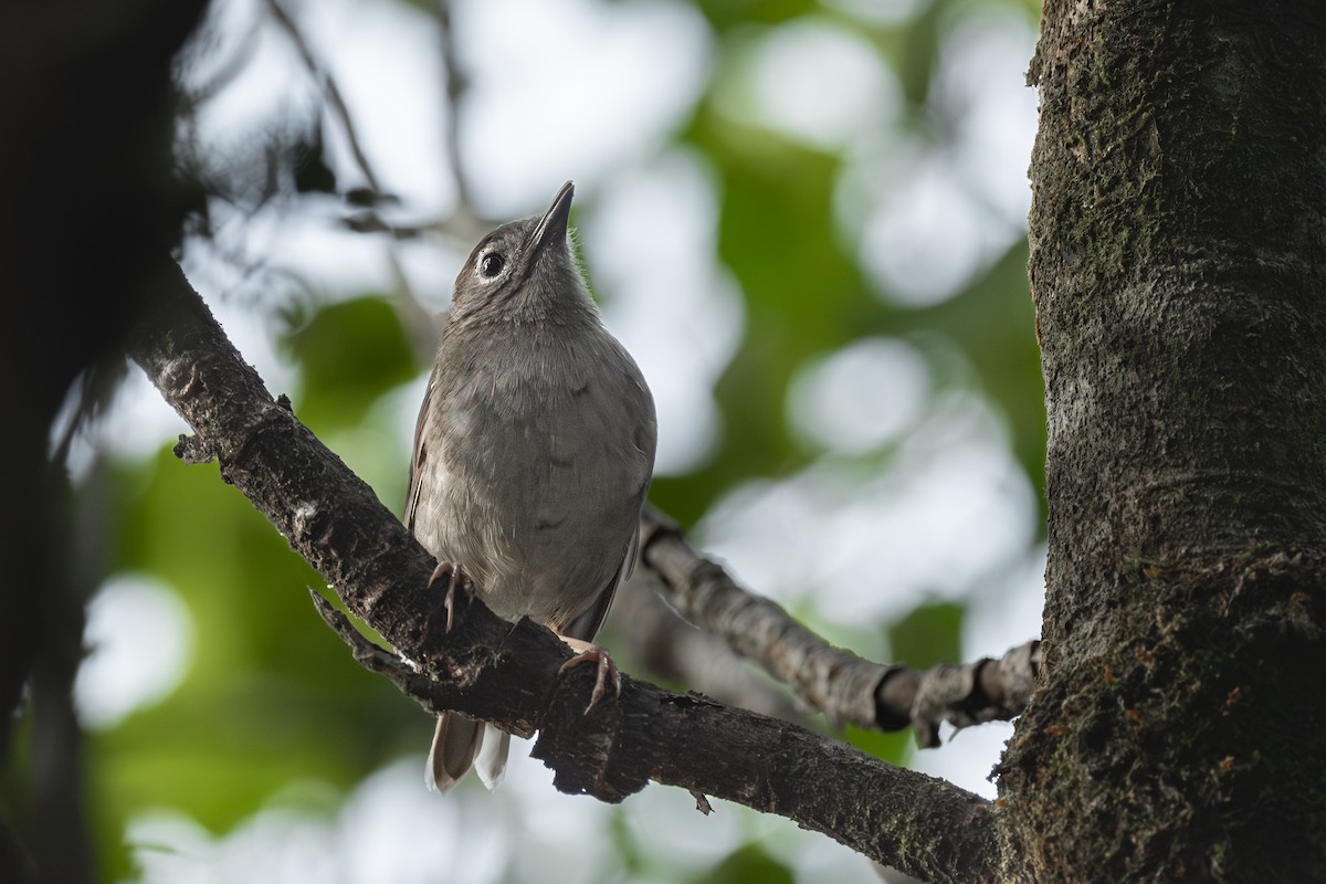 Solitario Puaiohi - ML608267833