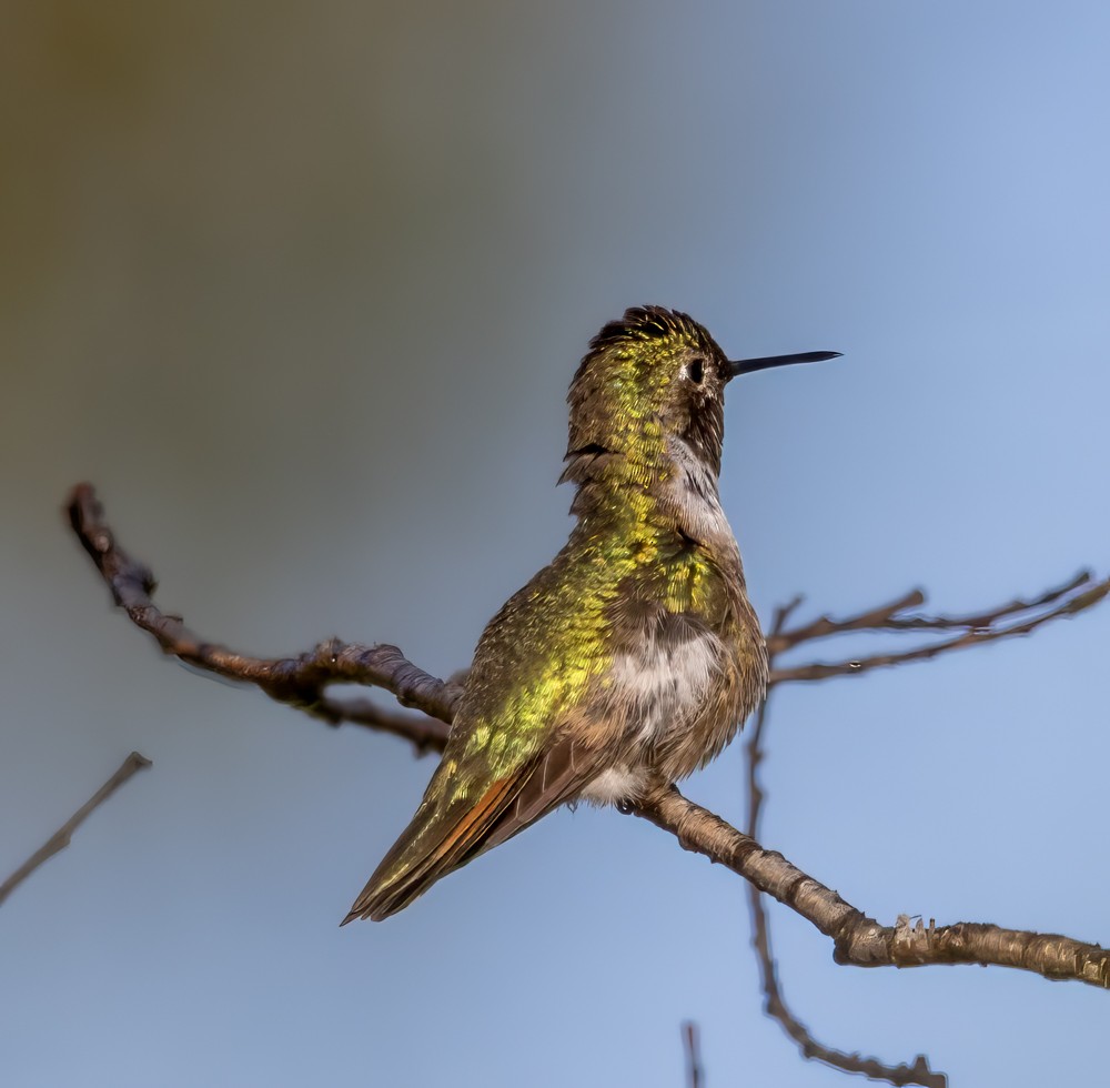 Broad-tailed Hummingbird - ML608267911