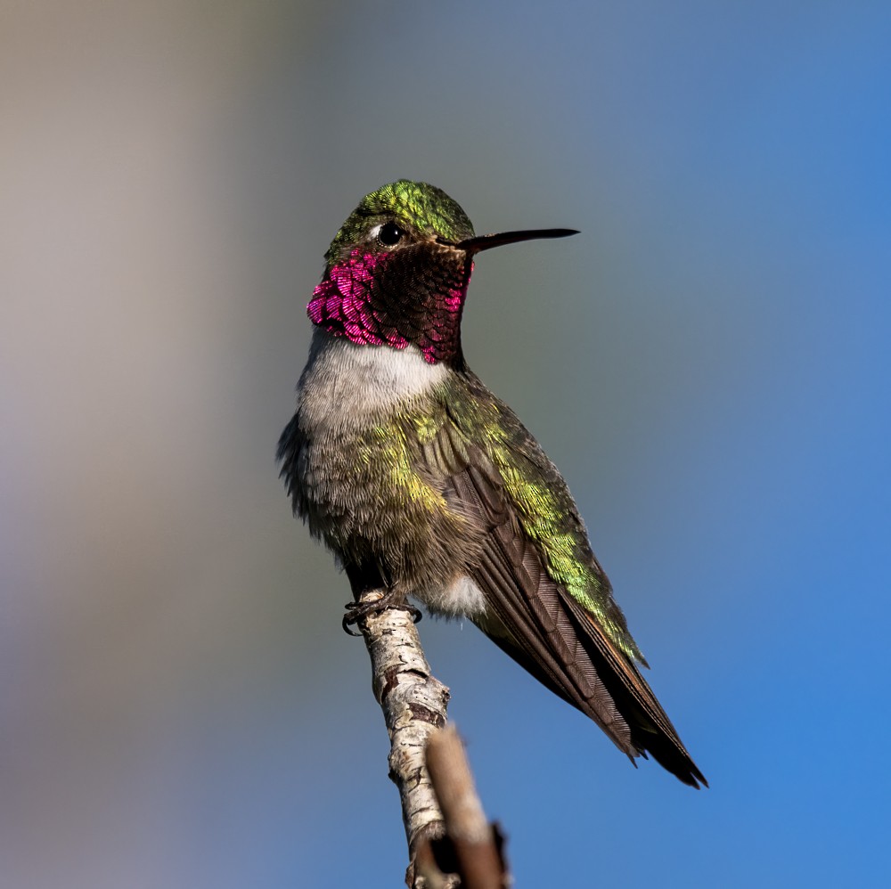 Broad-tailed Hummingbird - ML608267913