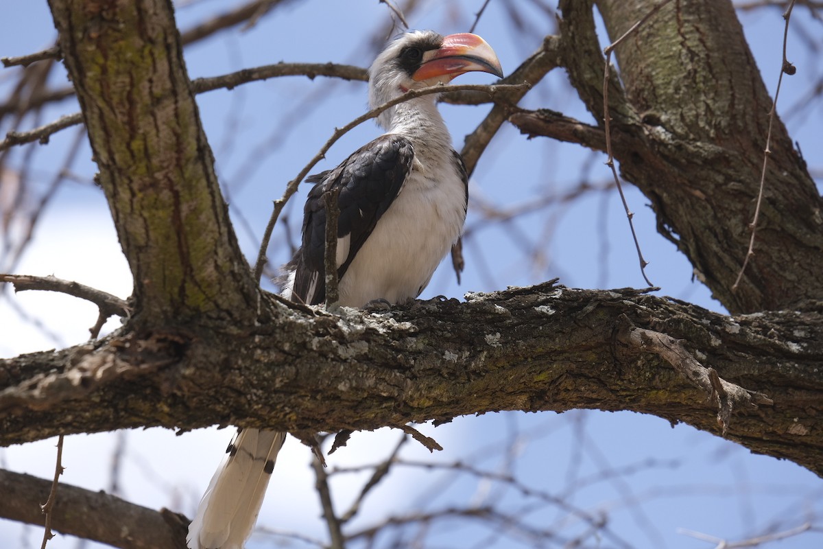 Von der Decken's Hornbill - Floris Schenk