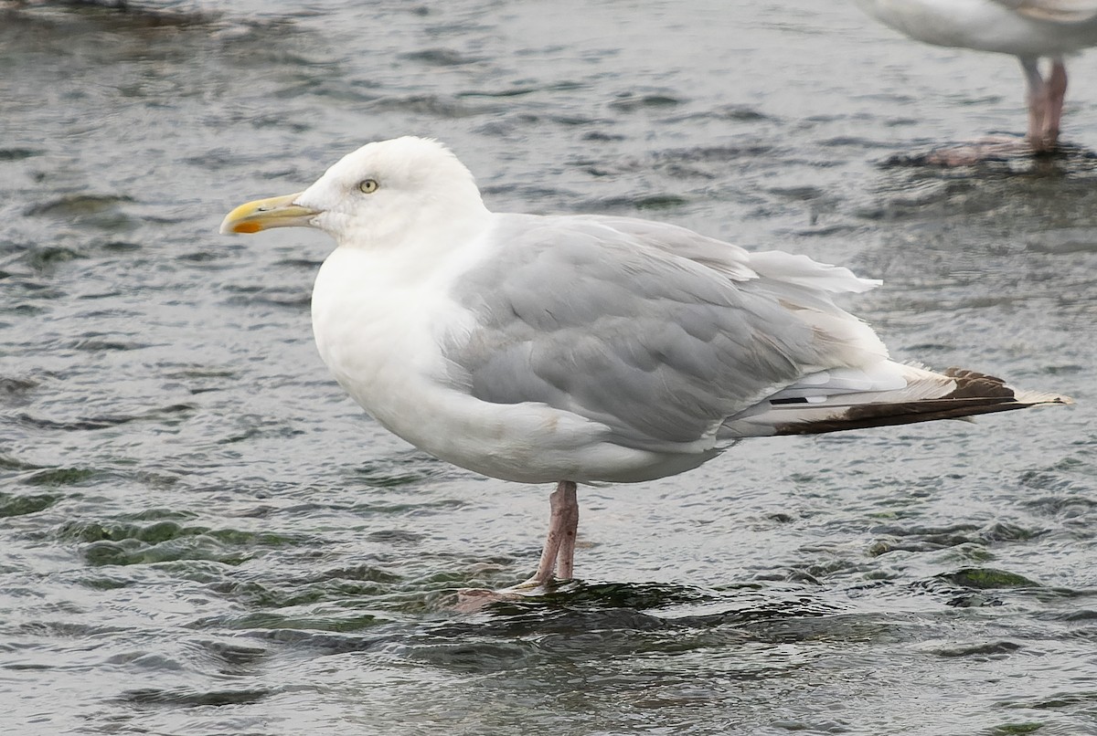 Herring Gull (European) - Simon Colenutt