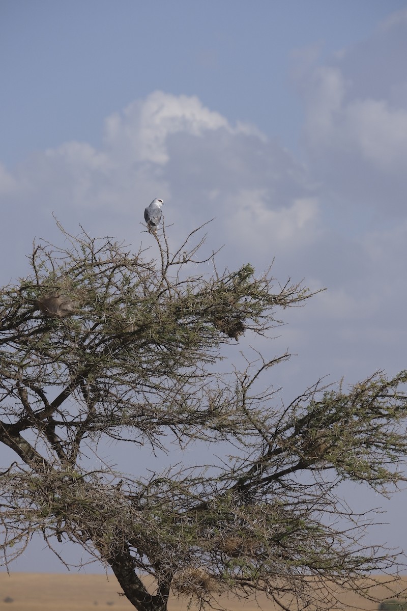 Black-winged Kite - ML608267998