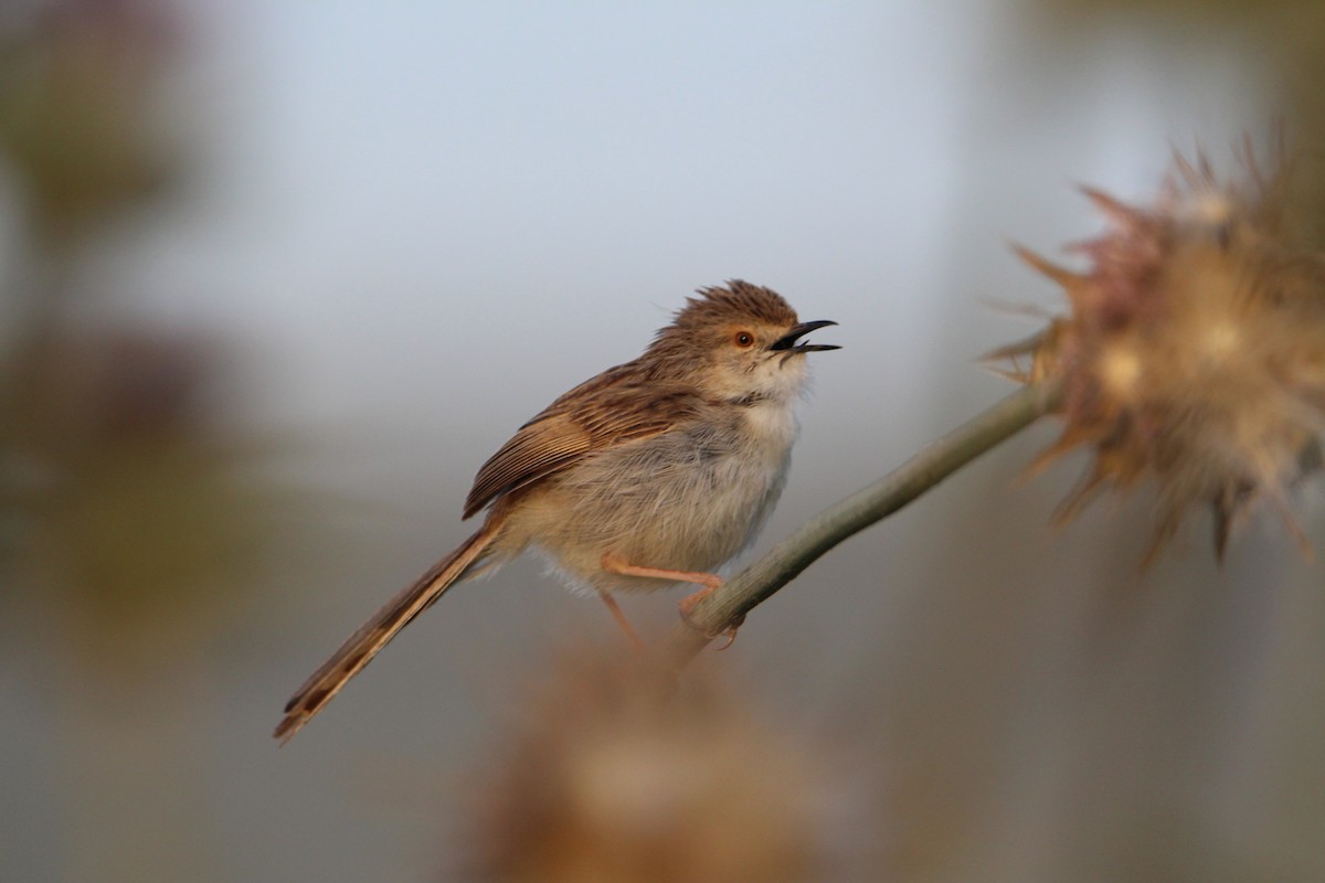 Graceful Prinia - ML608268062