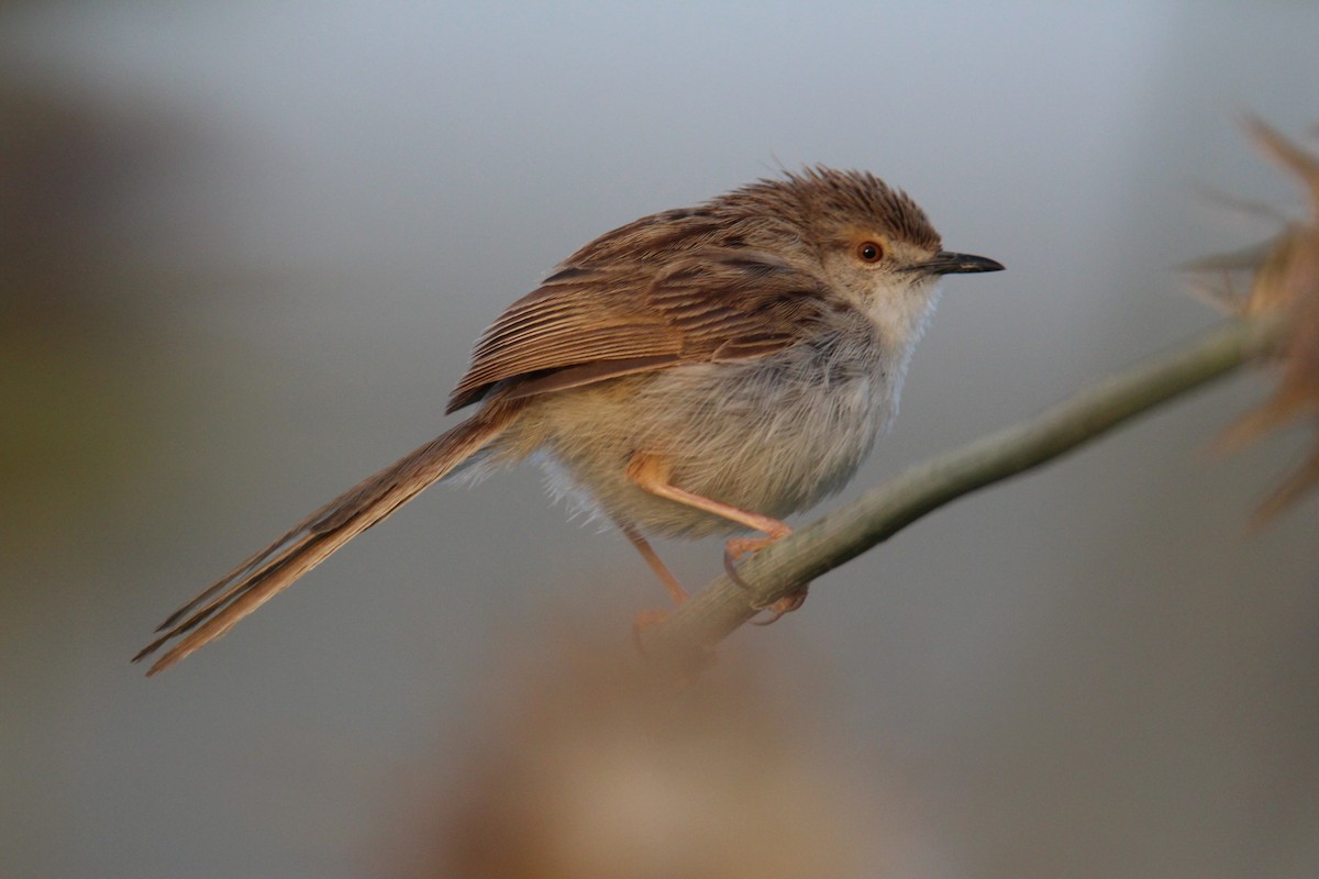 Graceful Prinia - ML608268063