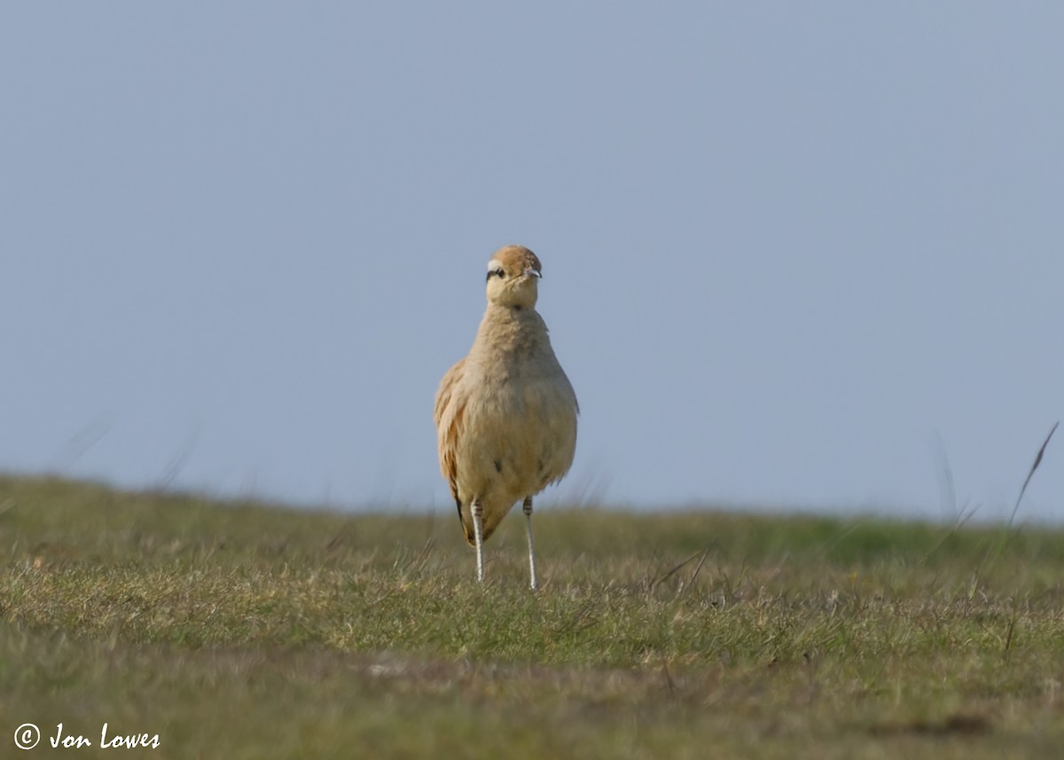 Cream-colored Courser - ML608268080
